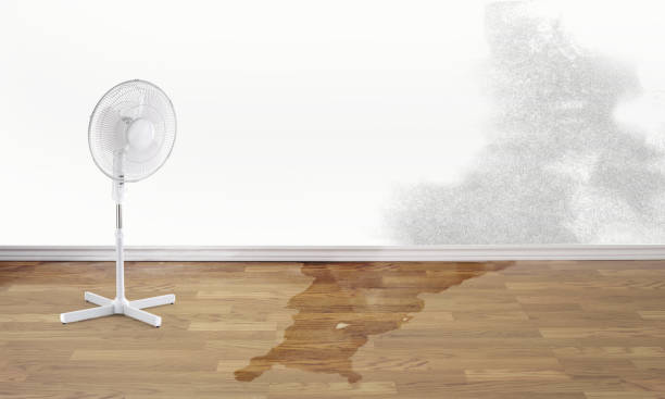 Best Water damage restoration near me  in Mineola, NY